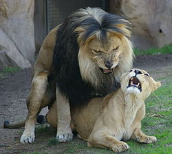 Fichier:Lions mating Denver Zoo.jpg