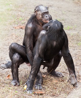 Fichier:BonoboNM.jpg