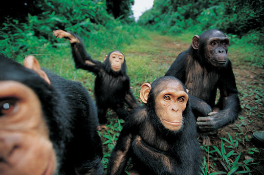 Fichier:Chimpanzés.jpg