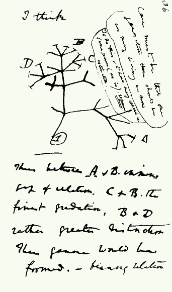Fichier:Darwin tree.png