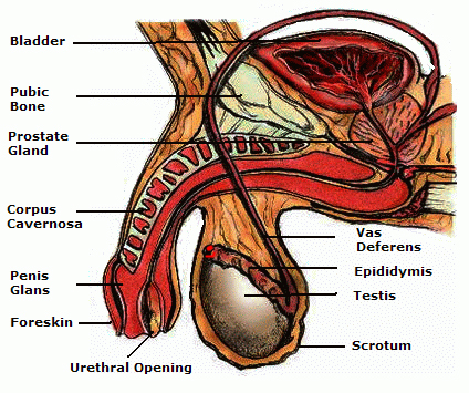 Fichier:Penis Anatomy2.jpg