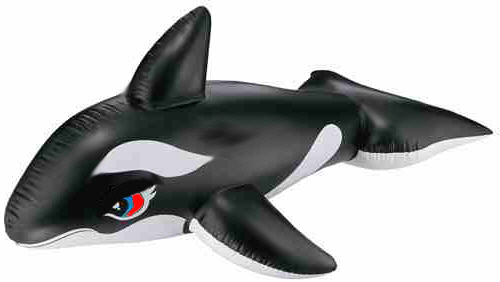 Fichier:Orcinus orca.jpg