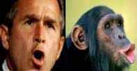 Fichier:Bush monkey1.jpg