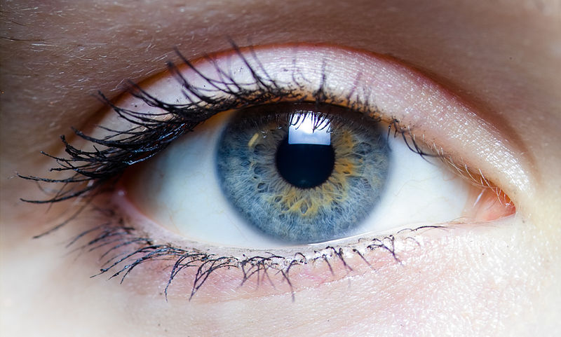 Fichier:Iris - left eye of a girl.jpg