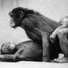 Fichier:BonoboS.jpg