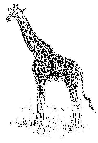 Fichier:Girafe bio.jpg