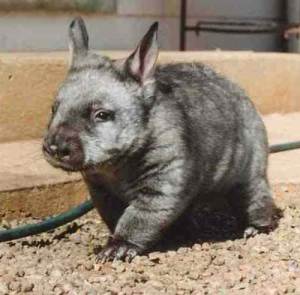Fichier:Southern-hairy-nosed-wombat-photograph.jpg