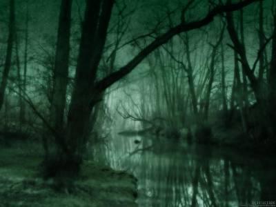Fichier:Forêt nuit.jpg