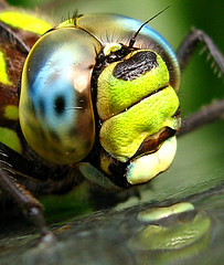 Fichier:Insecte.jpg