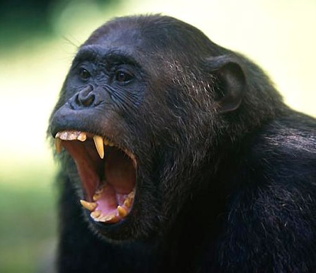 Fichier:Chimpanze cri.jpg