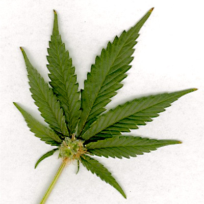 Fichier:Marijuana-leaf.jpg