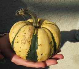 Fichier:Courge.jpg