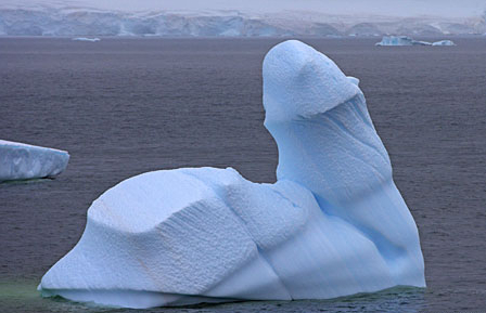 Fichier:Iceberg mâle.jpg