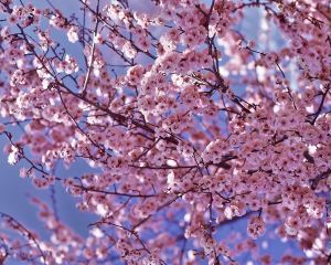 Fichier:Cerisier en fleurs.jpg