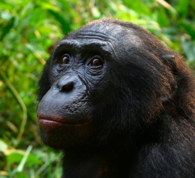 Bonobo.jpg