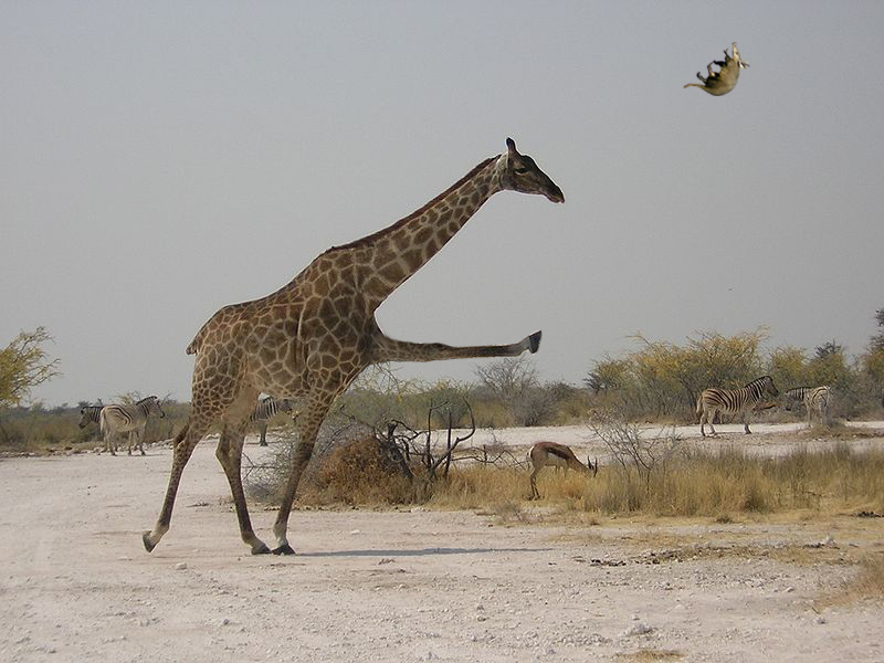 Fichier:Oryctérope girafe.jpg