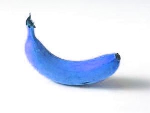 Fichier:Banane bleue.jpg