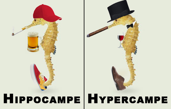 Fichier:Hippocampe-hypercampe.jpg