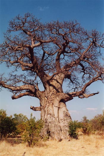 Fichier:Baobab.jpg