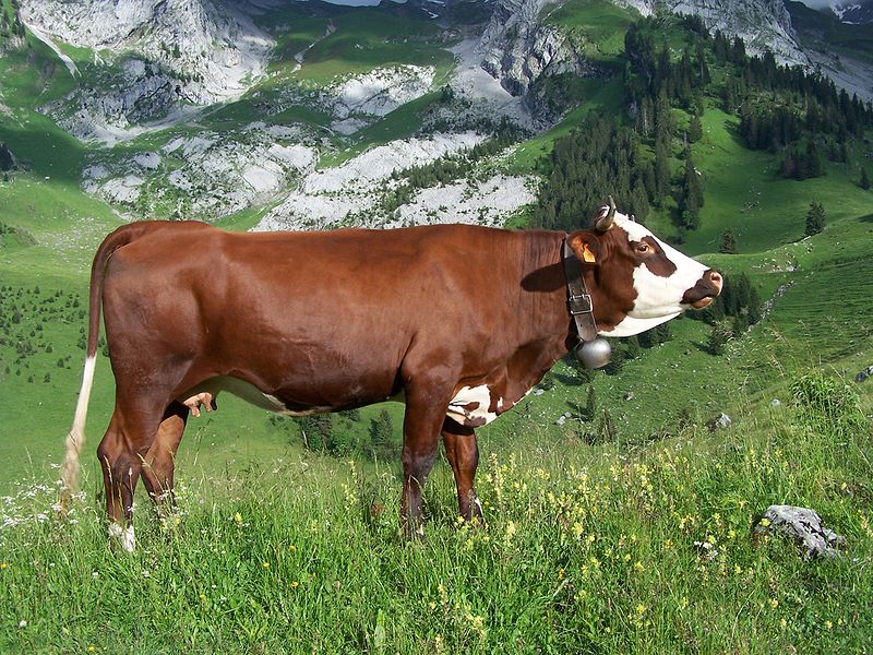 Fichier:Abondance cow profile.jpg