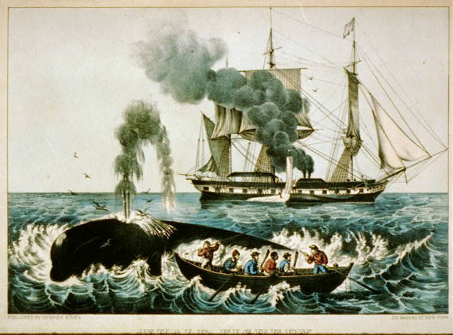 Fichier:Guerre-baleine.jpg