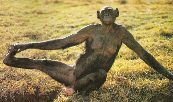 Fichier:Bonobo1.jpg