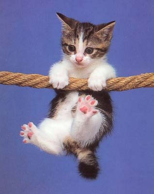 Fichier:Petit chaton mignon.jpg