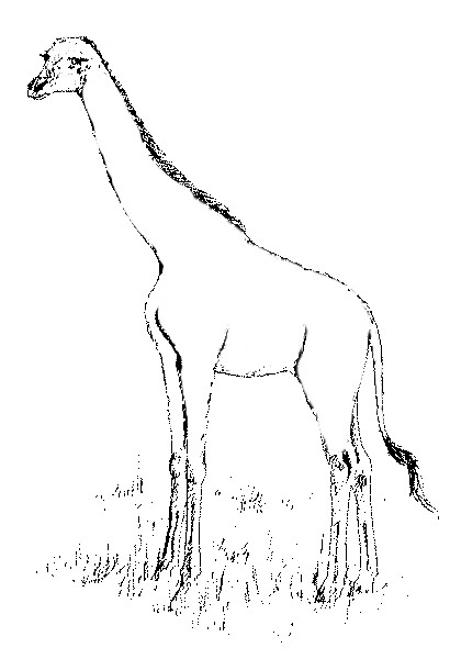 Fichier:Diploraphus.jpg
