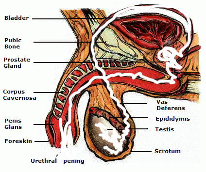 Fichier:Penis Anatomy3.jpg
