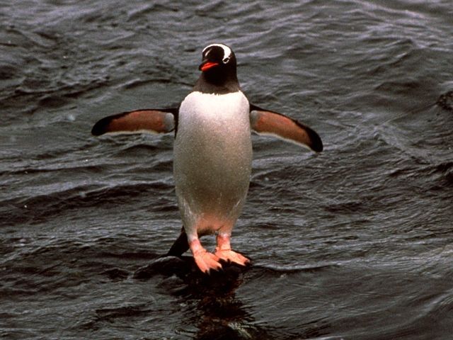 Fichier:Pingouin.jpg