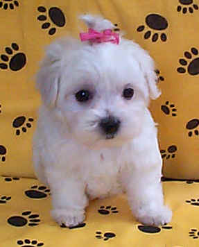 Fichier:Maltese puppy 04.jpg