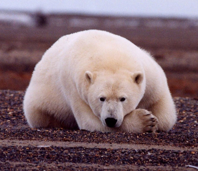Fichier:693px-Polar Bear.jpg