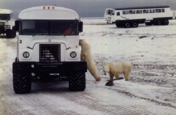 Fichier:Churchill-polar-bears.jpg