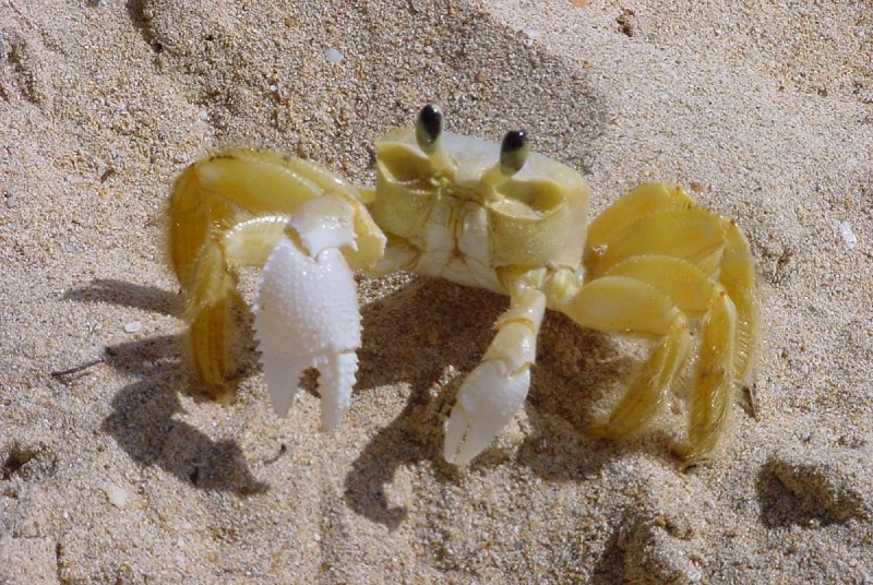 Fichier:Golden crab.jpg