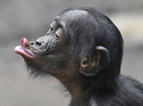 Fichier:Bonobo3.jpg