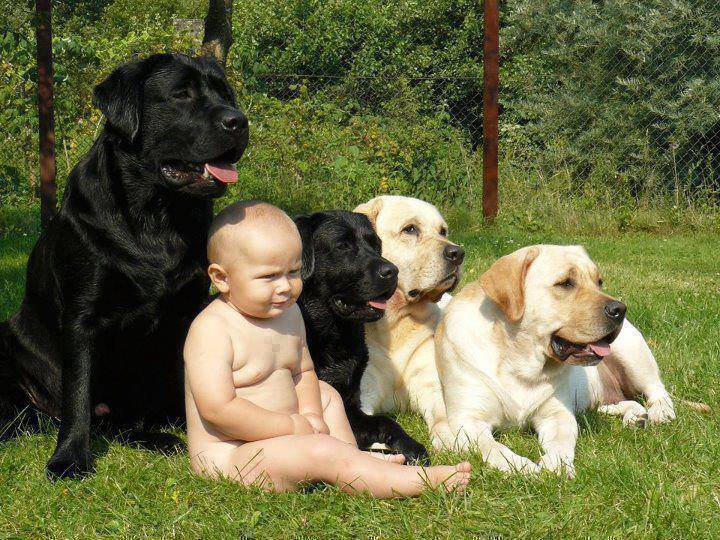 Fichier:Bébé aux chiens.jpg