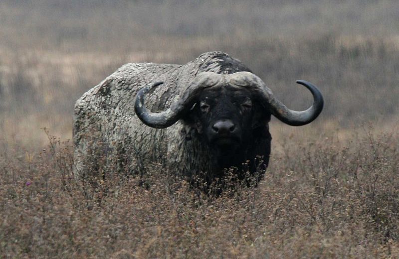 Fichier:African Buffalo Ngorongoro.jpg