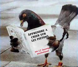 Pigeon-comment-chier.jpg