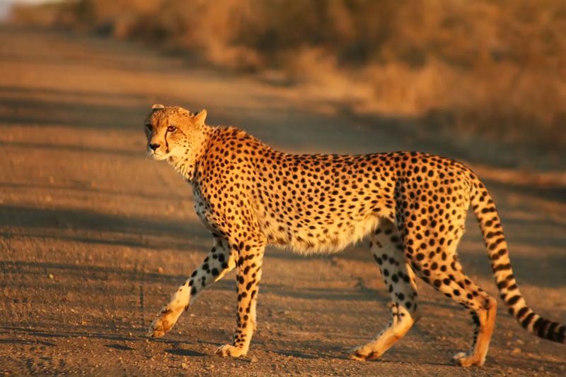 Fichier:Cheetah Kruger.jpg