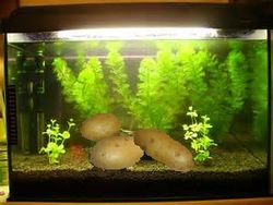 Aquarium à patates.jpg