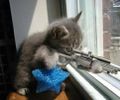Sniper cat.jpg