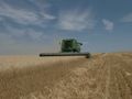 Wheat co.jpg