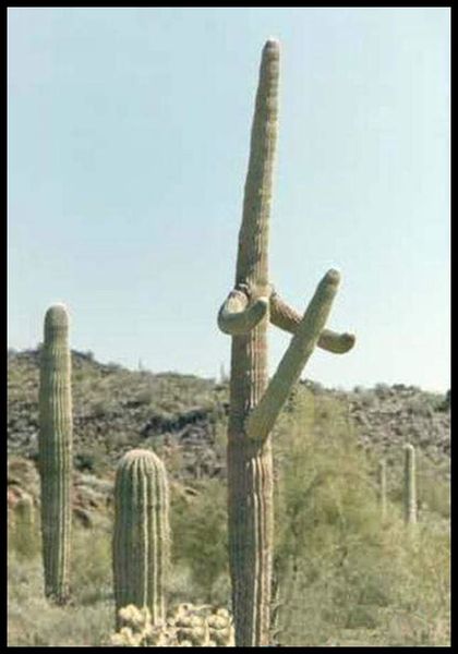 Fichier:Cactus.jpg