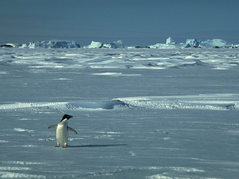 Fichier:Pingouin seul.jpg