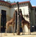 Temple égyptien au Zoo d'Anvers - Côté arrière avec girafes