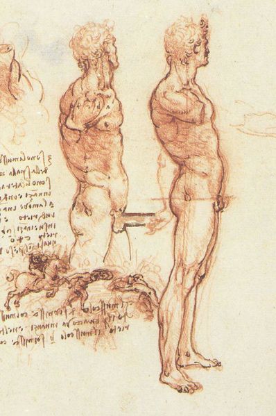 Fichier:Anatomie humaine par léonard de vinci.JPG