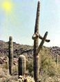 Cactus Nevada.jpg