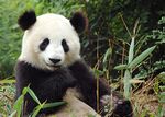 Pandastagne.jpg