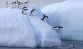 Pinguinsplongeons.jpg
