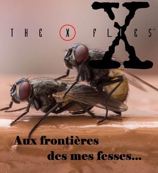 Fichier:The X-Flies.jpg
